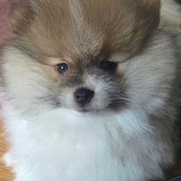 Reduced - AKC Garrison Fawn Wolf Sable Parti - Wolf sable male Pomeranian puppy in Gloversville, New York from ADKPOM Adirondack Pomeranians