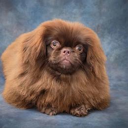 BUSTER - Pekingese