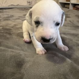 Winnie - White and black female Dalmatian puppy in Fort Cavasos, Texas from Mainstreet Dalmation