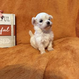 Maggie - White female Maltese puppy in Asheville, North Carolina from TCBs Glowing Maltese
