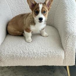 American Corgi and Pembroke Welsh Corgi Puppies from McGovern Family Corgis