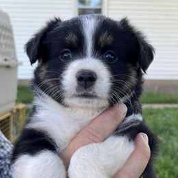 Australian Shepherds from Hidden Hollow Aussies