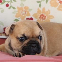 Sassy - Fawn female French Bulldog puppy in Winnsboro, Texas from JP Ranch Bulldogs