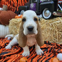 Lady - Lemon and white female Basset Hound puppy in Big Rapids, Michigan from Basket Hound Bassets