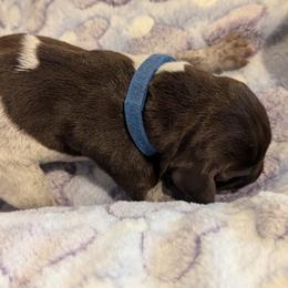 German Shorthaired Pointer Puppies from Hanaway GSPs