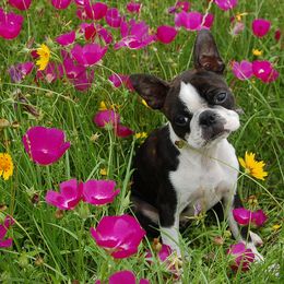 Boston Terrier Puppies from Oui Bostons