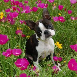 Boston Terrier Puppies from Oui Bostons