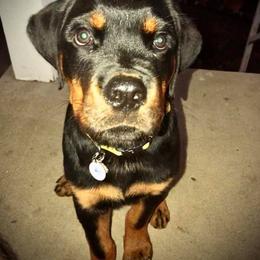 Rottweiler Puppies from Von Schonen Rottweilers