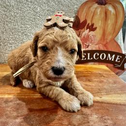 Mary Bailey - Red  female Goldendoodle puppy in Camden, North Carolina from Oopsie Doodles of NC