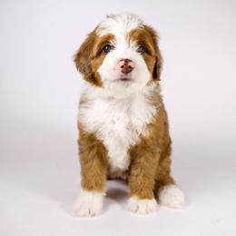Kamala  (mint collar) - Sable female Bernedoodle puppy in Lehi, Utah from Heart J Bernedoodles