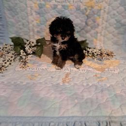 Girl 1 - Phantom female Poodle puppy in North Augusta, South Carolina from Tiny Paws Luxury Pets