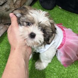 Fabi - Black gold and white female Shih Tzu puppy in Bourne, Massachusetts from Shih Tzu Pups