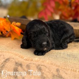 Gramma Tala - Black female Cockapoo puppy in Clinton, Oklahoma from Enchanted Spaniels