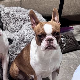 Fiona - Boston Terrier