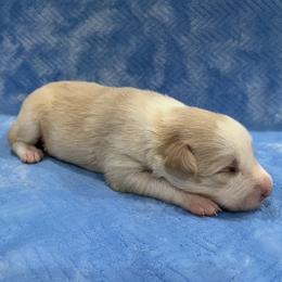 2 - Gold male Border Collie puppy in New Bern, North Carolina from New Bern Border Collies