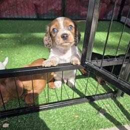 Dachshund Puppies from Butterbean Dachshunds