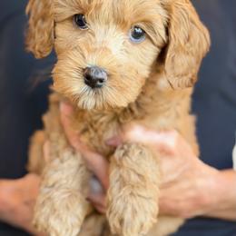 Red Girl - Apricot female Australian Labradoodle puppy in Bend, Oregon from High Desert Labradoodles