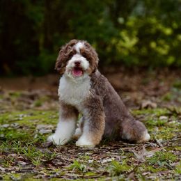 Millie - Bernedoodle