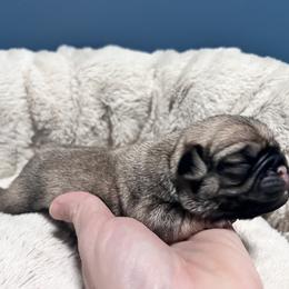 Female 2 - Fawn female Pug puppy in Martville, New York from Hug a Pug LLC