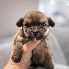 Brownie - Gold male Shorkie puppy in Midland, Texas from Southern Yorkie Pies