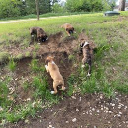 Boxer Puppies from Raynen Boxers, LLC