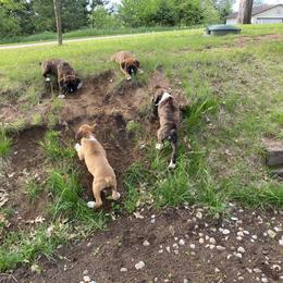 Boxer Puppies from Raynen Boxers, LLC