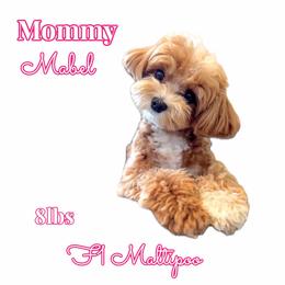 Mabel - Maltipoo