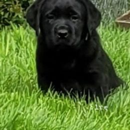 Labrador Retriever Puppies from East Deep River Farm and Labradors