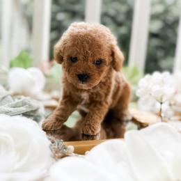 Salsa - Apricot male Poodle puppy in Chapel Hill, North Carolina from Cyndi’s Poodles