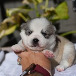 Ember - Gray and white female Pomsky puppy in Coos Bay, Oregon from Ocean View Pomskies