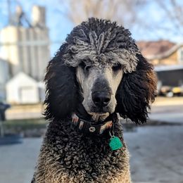 Wendell - Poodle