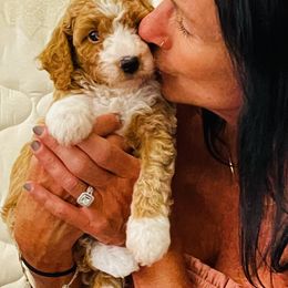 Goldendoodle Puppies from Labradoodleday