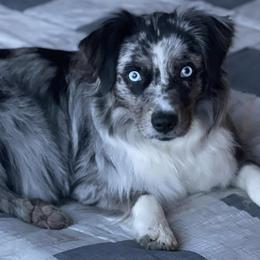 Miniature Australian Shepherds from True Blue Mini Aussies