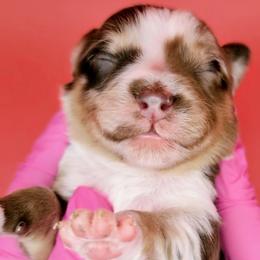 Remi3Boy5- RMM,Long,AKC,OFA,Genetics - Red merle male Australian Shepherd puppy in South Hill, Virginia from Silverside Aussies LLC