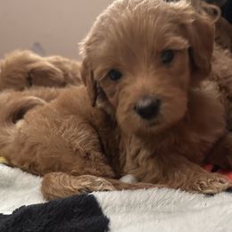 Gracie - Apricot female Goldendoodle puppy in Centralia, Missouri from Oodles Of Doodles Mo.