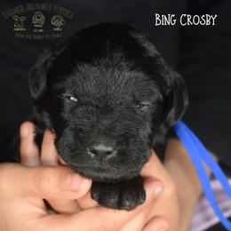 Bing Crosby - Black male Miniature Schnauzer puppy in Sedalia, Missouri from Farmer Brown's Puppies