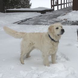 Duke - Golden Retriever