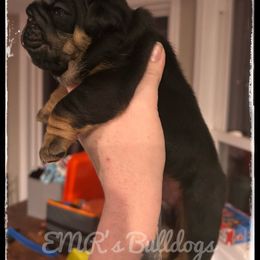 Joey - Black tri-color male Bulldog puppy in Ranson, West Virginia from EMR’s Bulldogs
