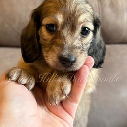 Cinnamon's Girl - Pink - Cream female Dachshund puppy in Jonesboro, Illinois from Twin Hills Dachshunds
