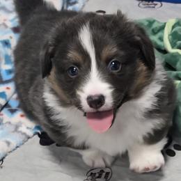 AMMON-FLUFFY with tail - Blue male Pembroke Welsh Corgi puppy in Walker, Iowa from Double K Corgis