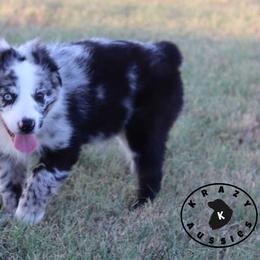 Trident - Blue merle male Miniature Australian Shepherd puppy in Garden Plain, Kansas from Krazy K Aussies