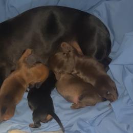 Dachshunds from Individual