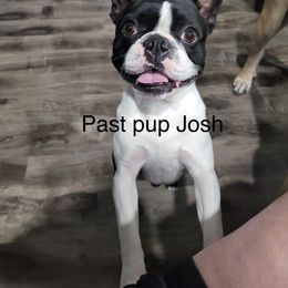 Boston Terrier All Grown Up from Debbie Coleman's Boston Terriers