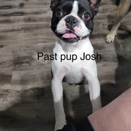 Boston Terrier All Grown Up from Debbie Coleman's Boston Terriers