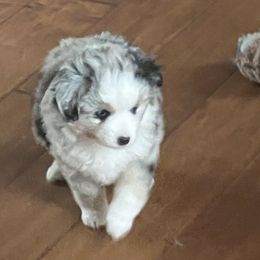 Miniature Australian Shepherd Puppies from Small Town Aussies