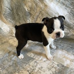 Eleanore - Black brindle and white female Boston Terrier puppy in Lake City, Florida from RuckerRun Boston Terriers