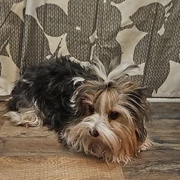 Raya - Yorkshire Terrier