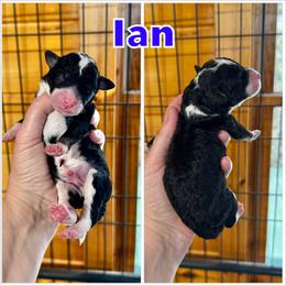 Ian - Tri-color male Bernedoodle puppy in Banner Elk, North Carolina from Walnut Tree Bernedoodles