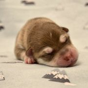 Girl 1 - Red and white Alaskan Klee Kai puppy in Parker, Colorado from Proper Klee Kai