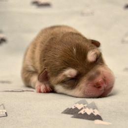 Girl 1 - Red and white Alaskan Klee Kai puppy in Parker, Colorado from Proper Klee Kai